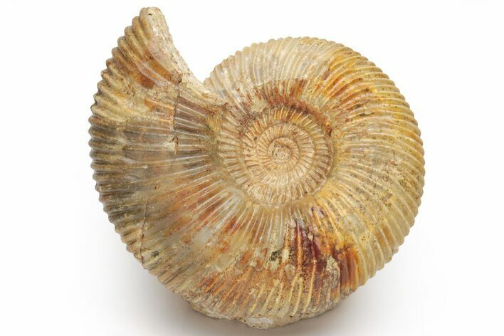 Jurassic Ammonite (Parkinsonia) Fossil - Sengenthal, Germany #211137